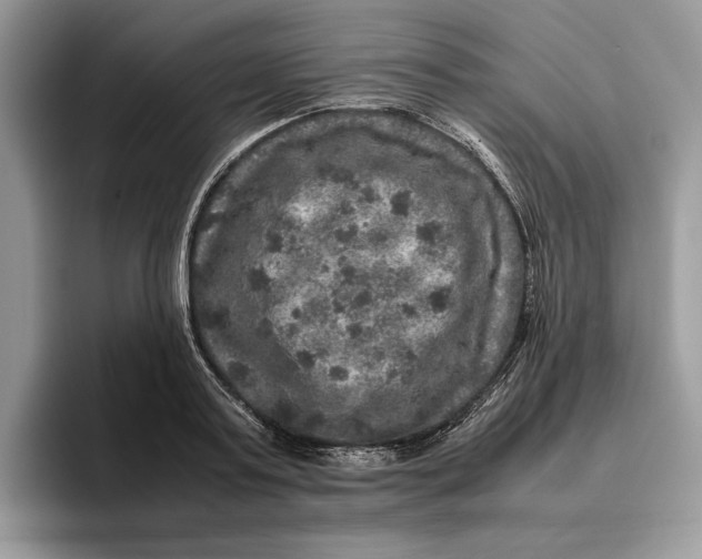 X0000095950795200802011101