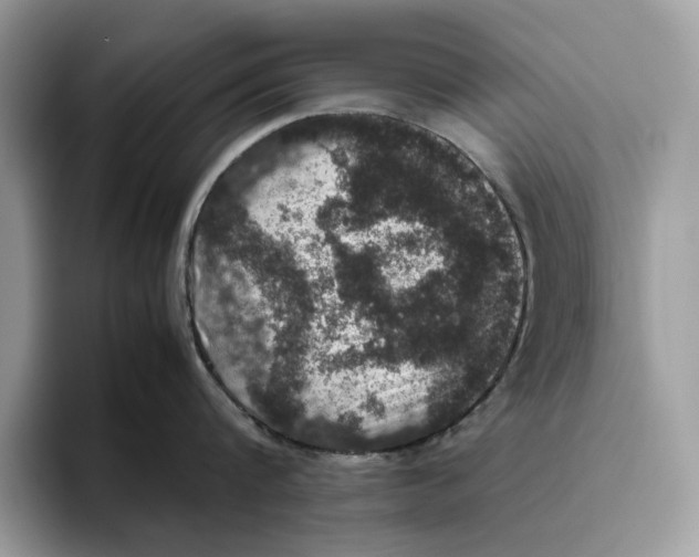 X0000095950816200802011100