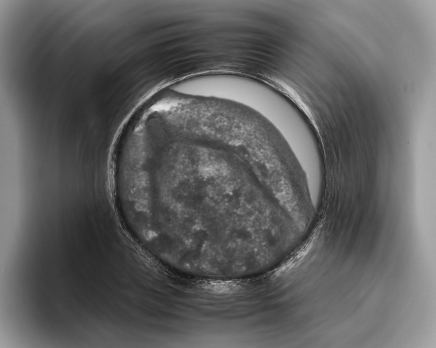 X0000095950835200802011100