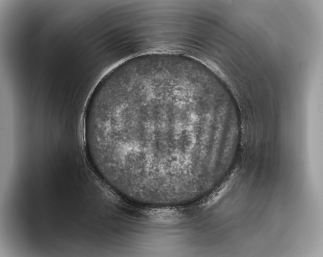 X0000095950838200802011100