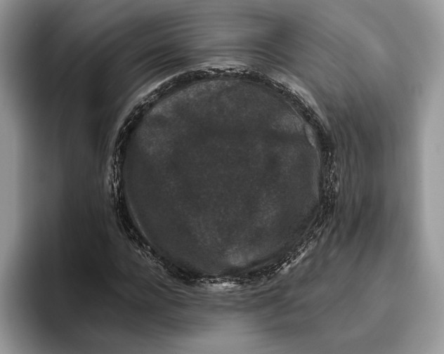 X0000095950920200802011059