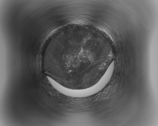 X0000095950968200802011058