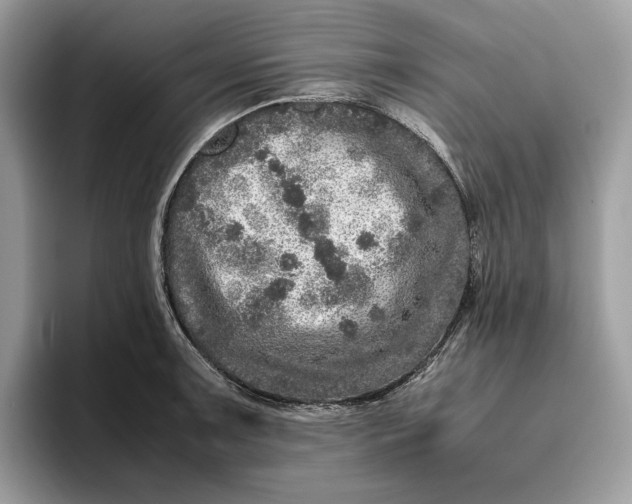 X0000095951091200802011057