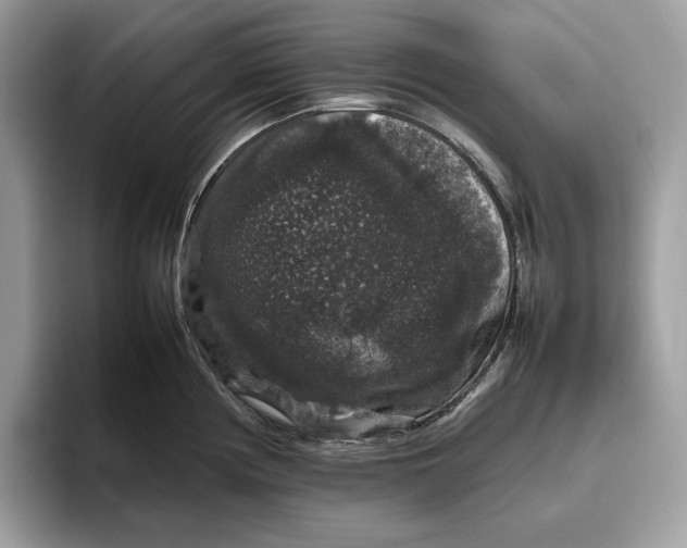 X0000095951194200802011055