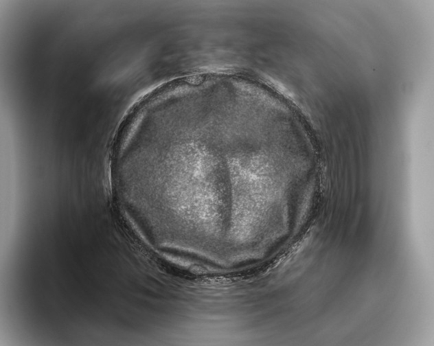 X0000095951214200802011055