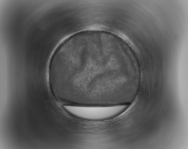 X0000095951232200802011055