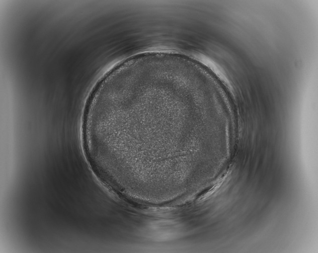 X0000095951237200802011055