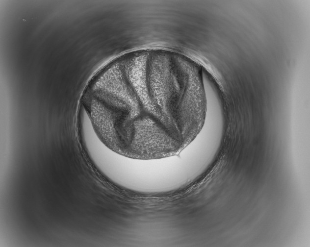 X0000095951316200802011054