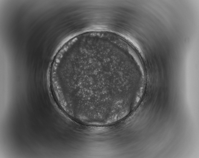 X0000095951382200802011053