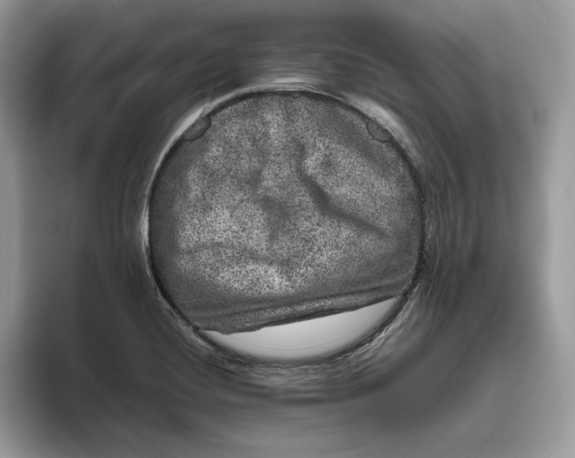 X0000095951420200802011052