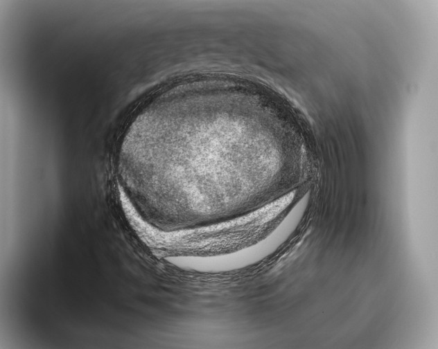 X0000095951494200802011051