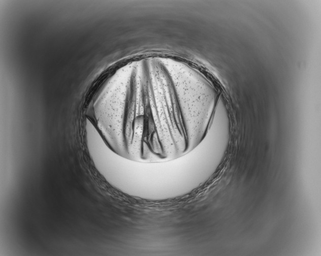 X0000095951496200802011051