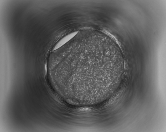 X0000095950061200802081305