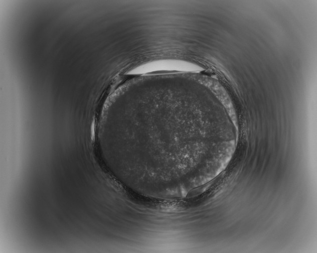 X0000095950076200802081306