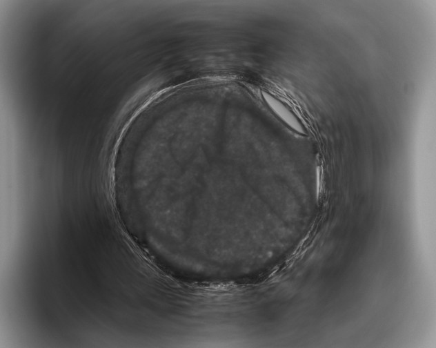 X0000095950243200802081303