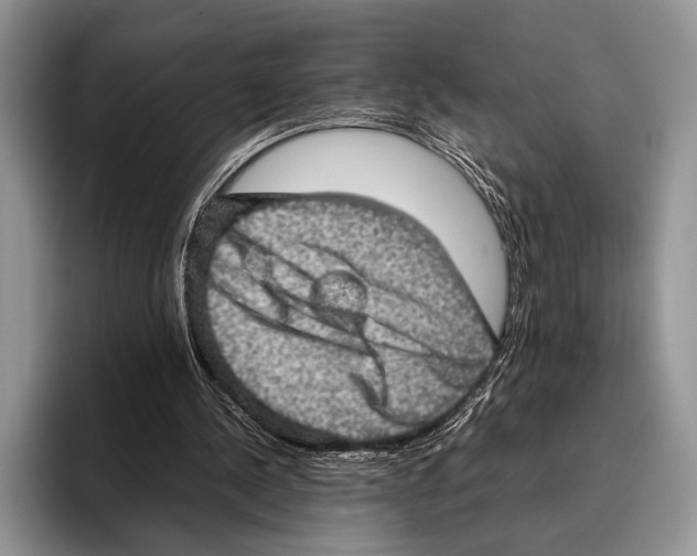 X0000095950244200802081303