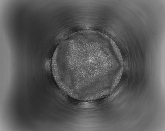 X0000095950286200802081303