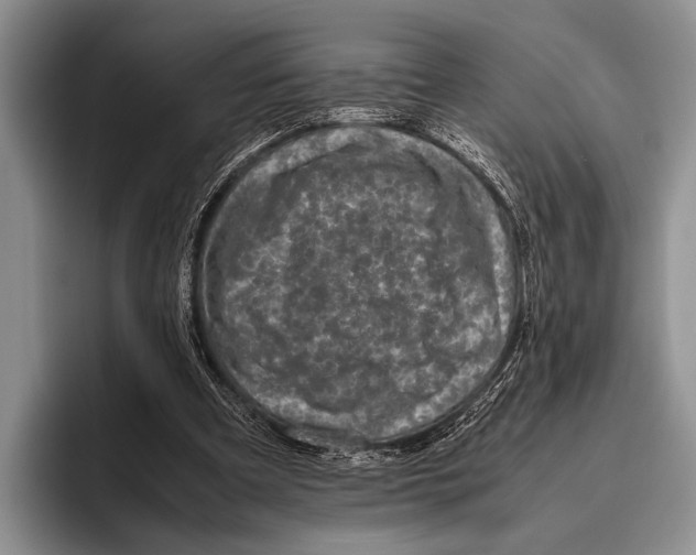 X0000095950297200802081303