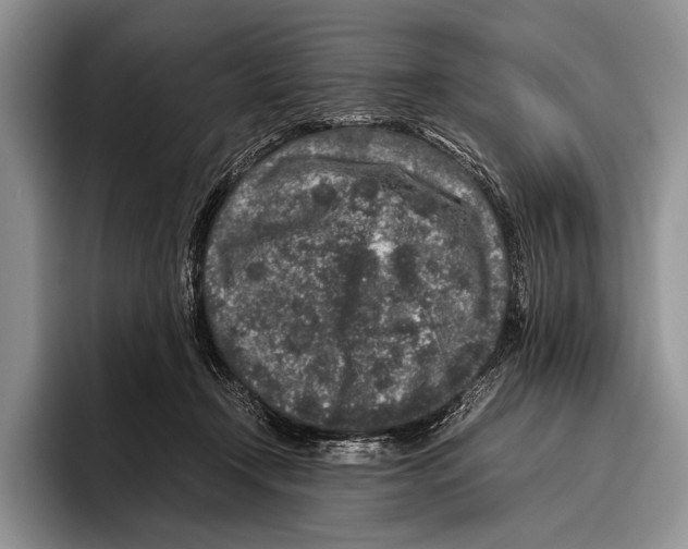 X0000095950366200802081302