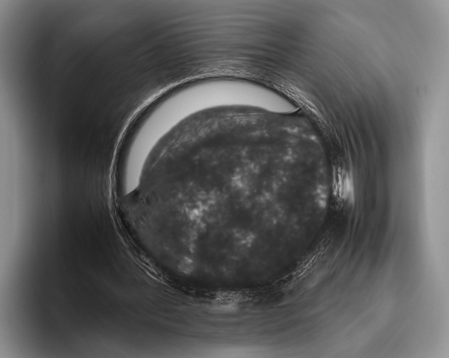 X0000095950388200802081301