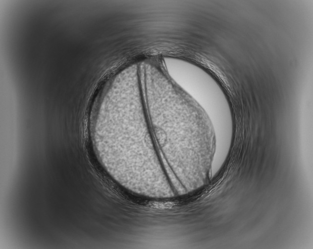 X0000095950403200802081301