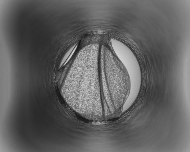 X0000095950419200802081301