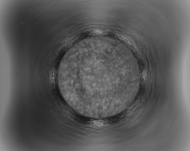 X0000095950423200802081301