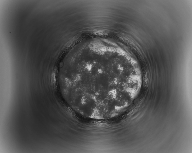 X0000095950424200802081301