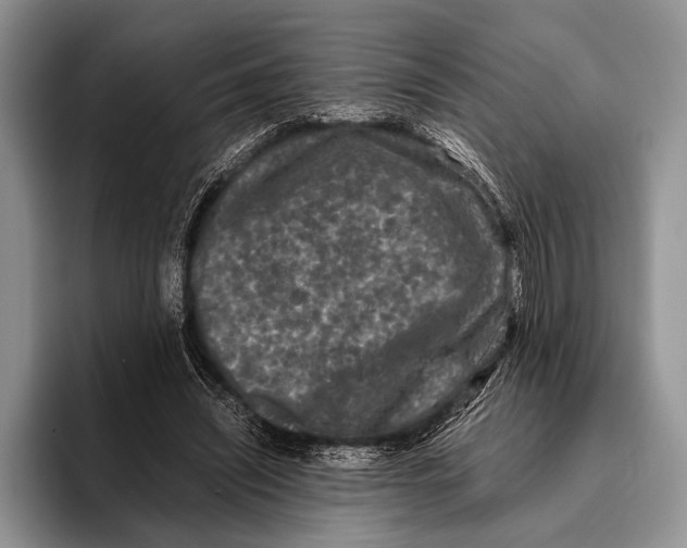 X0000095950444200802081300