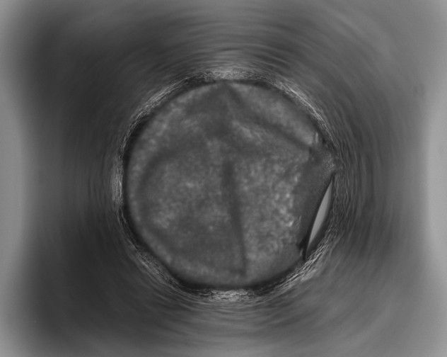 X0000095950446200802081300