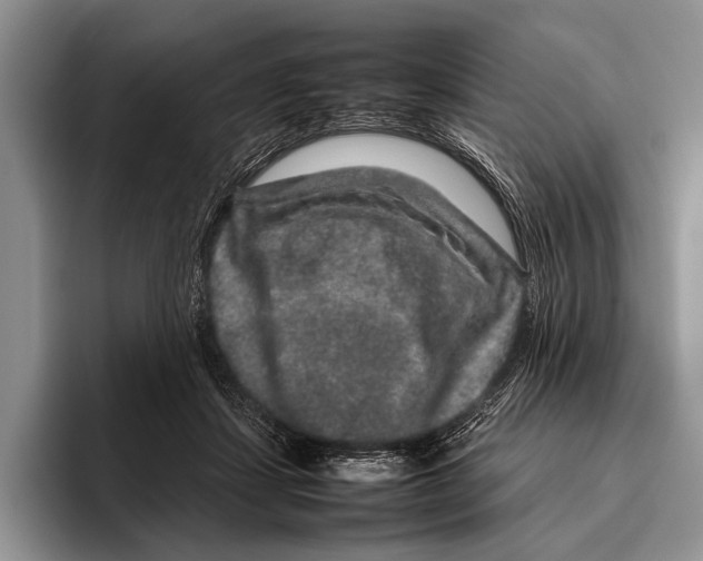 X0000095950459200802081301