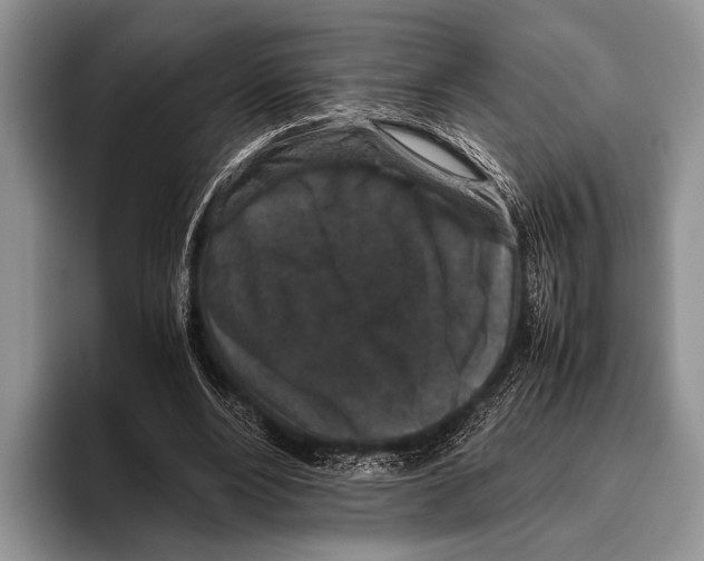 X0000095950488200802081300