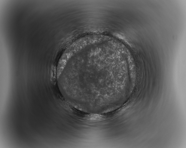 X0000095950528200802081300