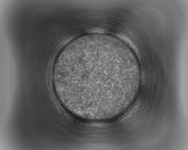 X0000095950529200802081259