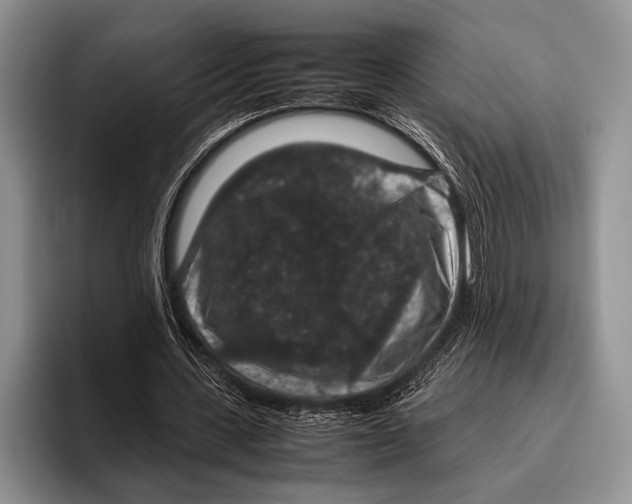 X0000095950531200802081259