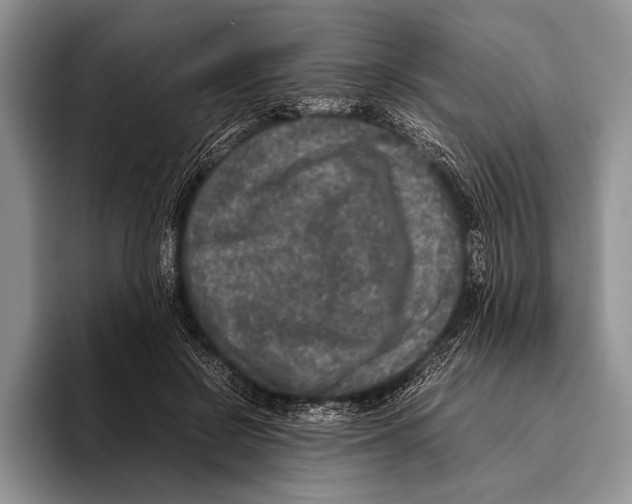 X0000095950550200802081259