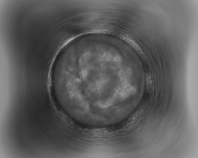 X0000095950628200802081258