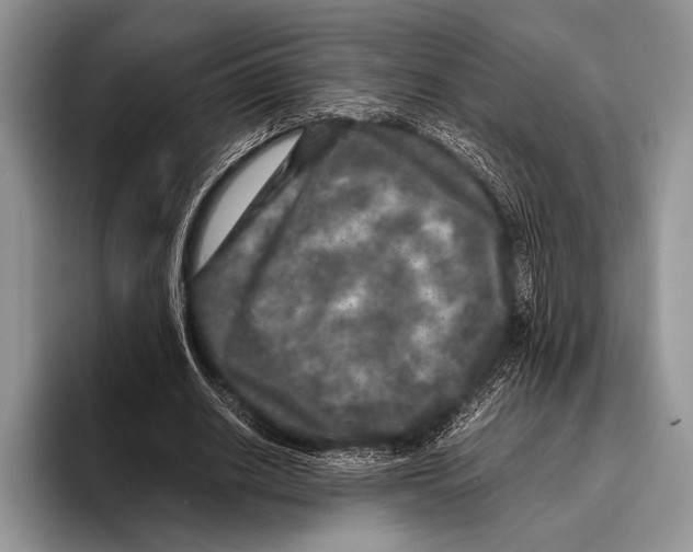 X0000095950630200802081258