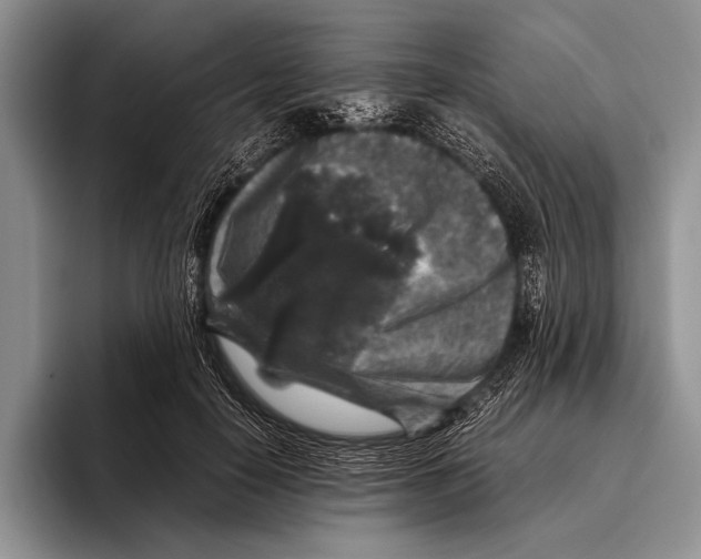 X0000095950650200802081258