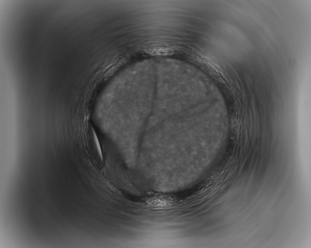 X0000095950652200802081258