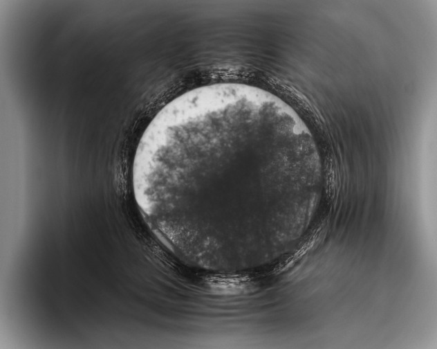 X0000095950661200802081258