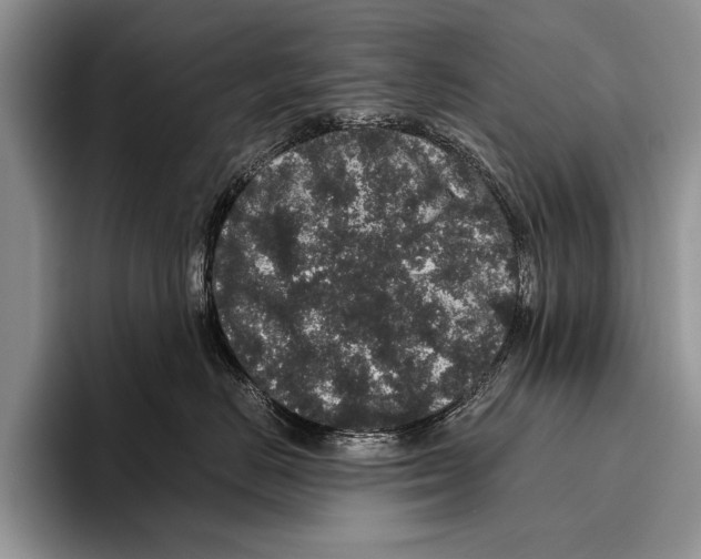 X0000095950670200802081258