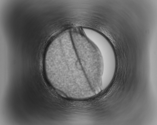 X0000095950681200802081258