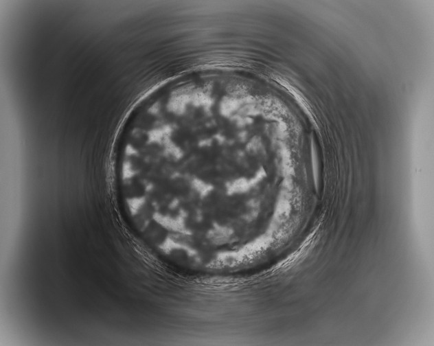 X0000095950779200802081256