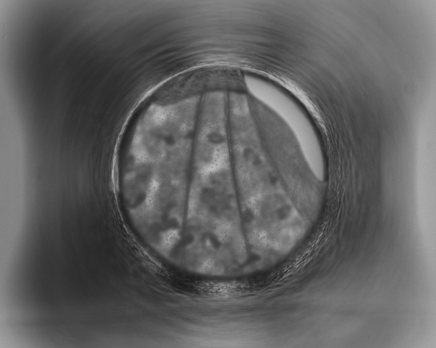 X0000095950791200802081256