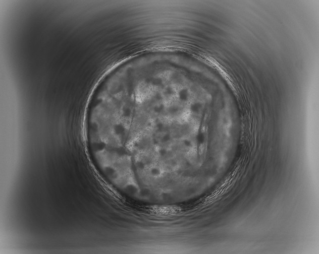 X0000095950795200802081256