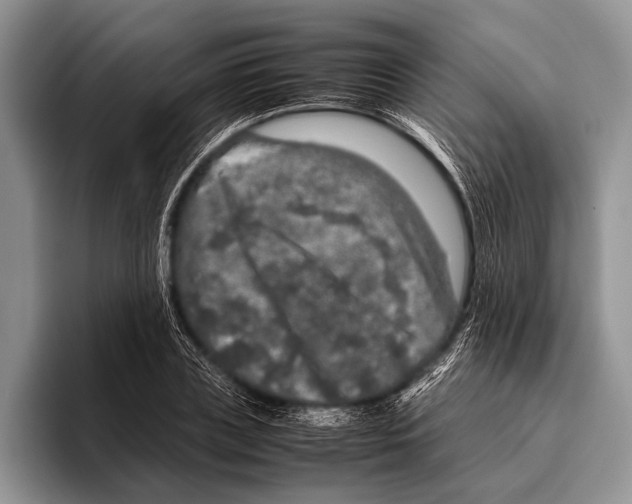 X0000095950835200802081255