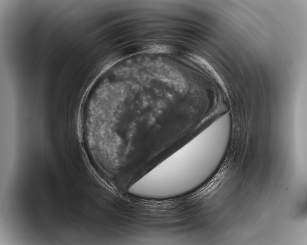 X0000095950851200802081256