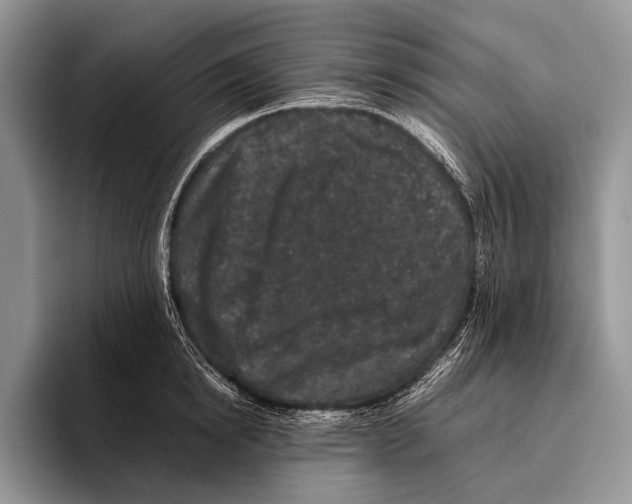 X0000095950854200802081256