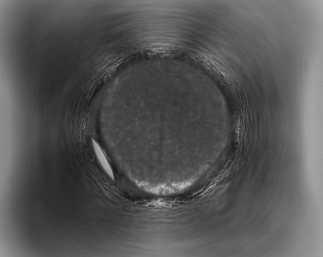 X0000095950868200802081255